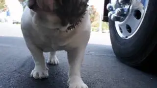 Mack Trucks - Bulldog