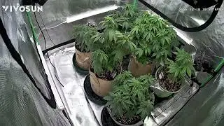 Banana purple punch rf3 auto,lemon cherry cookies auto,guava auto,strawberry gorilla. Time lapse24hr
