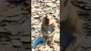 He sits like a Human #animals #monkeys #wildlife #monkeys #shorts #reels #fyp #foryou #love #cute