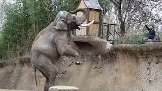 Raja the elephant's health checkup routine at the St.Louis Zoo