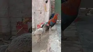 aseel chicks sale and purchase #subscribemychannel #unfrezzmyaccount support my account