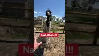 Эму АТАКА!!! #шорты