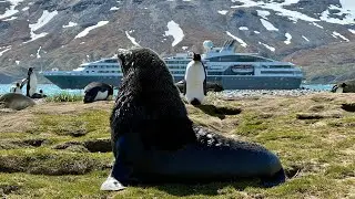 Premiers pas en G&eacute;orgie du Sud, une nature sauvage et pr&eacute;serv&eacute;e&hellip; @Perrin-M-croisieresetpaquebots