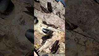 Клетка для тараканов-мертвых голов &mdash; Как обеспечить им комфортные условия &mdash; колония тараканов &mdash; р...