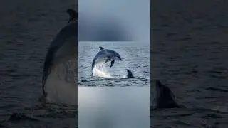 Dolphin 🐬 Point Goa #calangutebeach #goa #viral #shorts #dolphin #shortsfeed