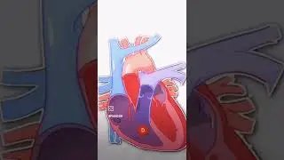 #heart #rapper #biology #education #neet #tarding #youtubeshorts #viralshorts #popular #science