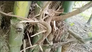 Viral