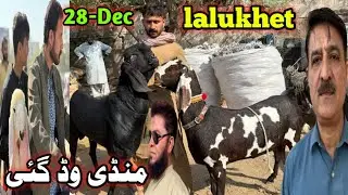 Lalukhet Bakra mandi latest update| 28-Dec-2025🚨 Gulabi kamori teddy pateri makka chini 🔥،