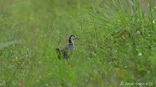 Feeding Behaviour and Diet of the White-breasted Waterhen