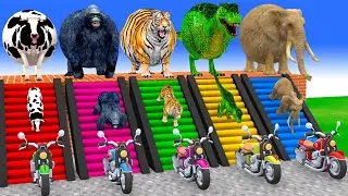 Long Slide Game with Cow Elephant Gorilla Hippopotamus Tiger 3d Animal Game Funny 3d Animals