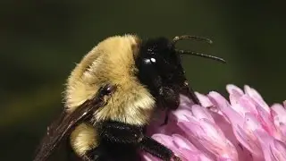 Bumble Bee Megatransect Training Video