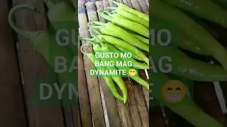 perfect Sili sa dynamite bomb dish mo #farmilia #agriculture #pottingmixture #mixedfarming #farm