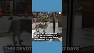 Devoted dog waits for days outside hospital where sick owner is treated