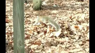 squirrel dating courtship drama