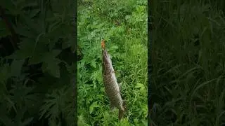 щучка на вертушку #рыбалка #shorts