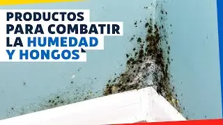 6 productos para combatir la humedad y hongos