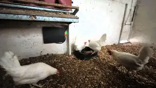 Chicken Coop Heater Review #chicken #babychicks #coop #farming #countrylife #homestead