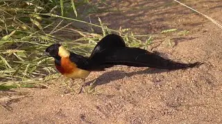 SOUTH AFRICA Paradise and Pin-tailed Whydah (Bontebok and Kruger n.p.)