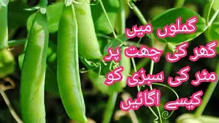How to Grow Peas from seeds at Rooftop| fast and easy method| Part01| October Gardening at home 🏡 | 
