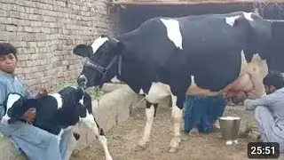 32 litre dudh ki guarantee rate730000 number 03708986171