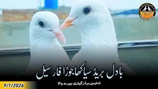 Badal Breed Siakha Joda For Sale 9/1/2025 | Shaheen Birds Gallery 03176479694