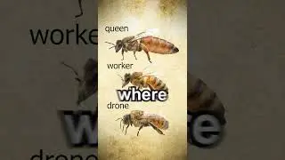 Why Are There No King Bees? 🐝