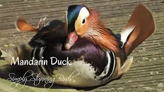 Mandarin Duck | A Mated Pair Symbolise Love and Fidelity.