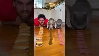 I Challenged My Dog to a Food Race&hellip; BIG Fastest Eater Wins #dogchallenge #petfun #foodrace