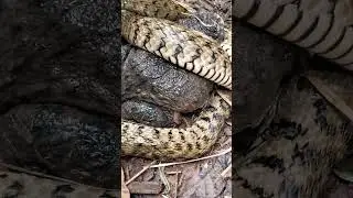 Natural survival #snake instinct #frog and snake #trending #snake #ếch #rắn