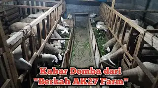Review Domba di Kandang Berkah AK27 Farm Kalikuning Sendangsari Garung