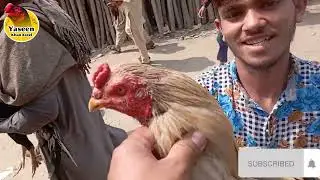 Gujranwala aseel murga Mandi aaj pako breed ke murge bhi Aaye the