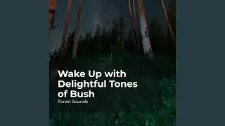 Nighttime in the Woods