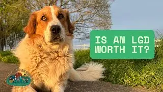 Should we have gotten our Karakachan LGD? (She's 3)