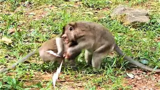 Terrible Attack, Monkey Violet beaten Spring until crying seizure