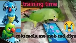 #aaj to mob hi tut gya #babyparrot #all in one #training