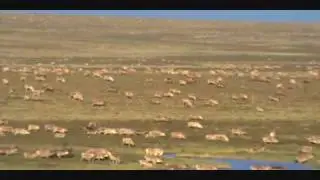 March of the Caribou Back River Nunavut