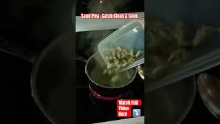 Песчаная блоха. ПОЙМАТЬ-ЧИСТИТЬ-ГОТОВИТЬ!