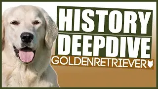 GOLDEN RETRIEVER HISTORY DEEPDIVE