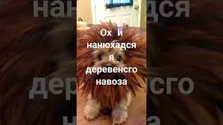 ДЕРЁВННЯ́ #dog #йорк #новости