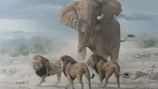 Elephant life is so amazing in world . #elephant #wildlife #nature #natural #animals