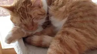 Schlafende Katze