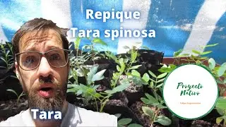 Proyecto Nativo, repique de la tara (Tara spinosa)