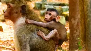 Poor Baby Monkey Shout Cries Because A-ngry Young Kidn@pper&hellip;