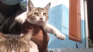 adorable indian street cat #LifeinNature #cutecats #funnycat #kitten #streetcats #catlover #cats