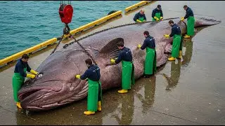 How fishermen handle a giant 1000kg grouper - documentary about Unbelievable Fish Cutting Skills