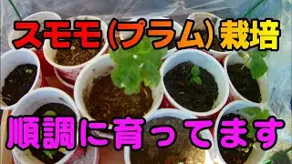 132-【スモモ栽培】食べたスモモ(プラム)を種から育ててみた