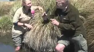 Wetland plants and water quality