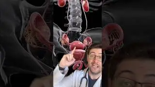 &Oacute;RG&Atilde;OS DA PELVE FEMININA #curiosidades #curiosidadesmedicas #medico #medicina #ginecologia #anatomia