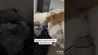Extremely Cute Cat with No Front Paws Jumping