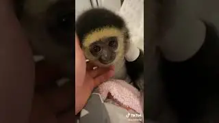 Singe mignon - bonne nuit mon amour
